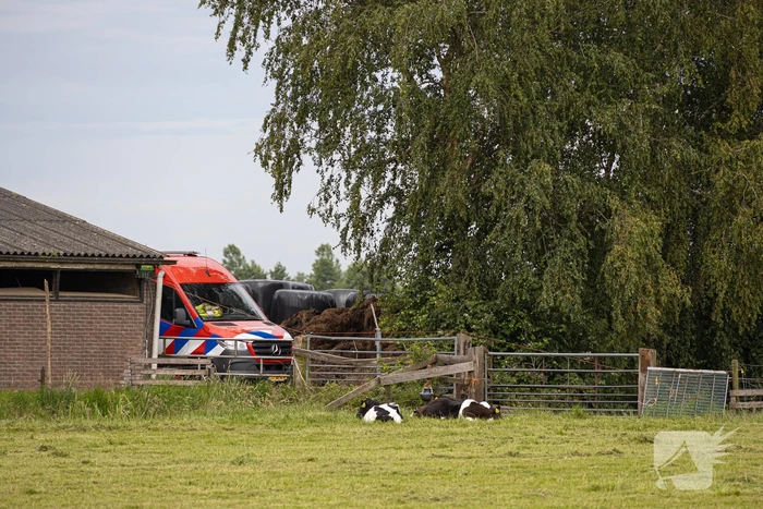 Koeien vallen in mestput