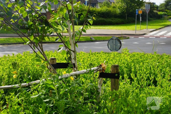 Schade aan gedoneerde meerstammige berk
