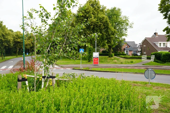 Schade aan gedoneerde meerstammige berk