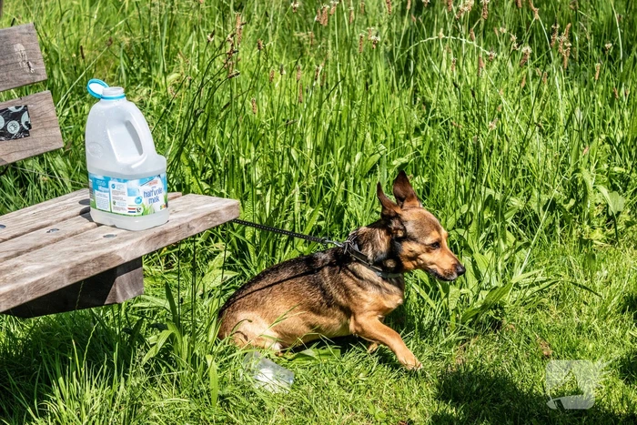 Hond achtergelaten na geweldsincident