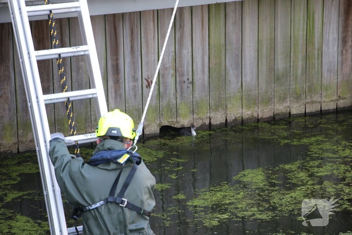Brandweer bevrijdt kuiken van achter houten schot