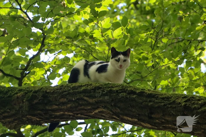 Brandweer redt kat uit een boom