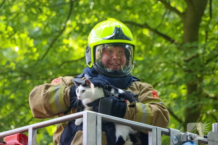 Brandweer redt kat uit een boom
