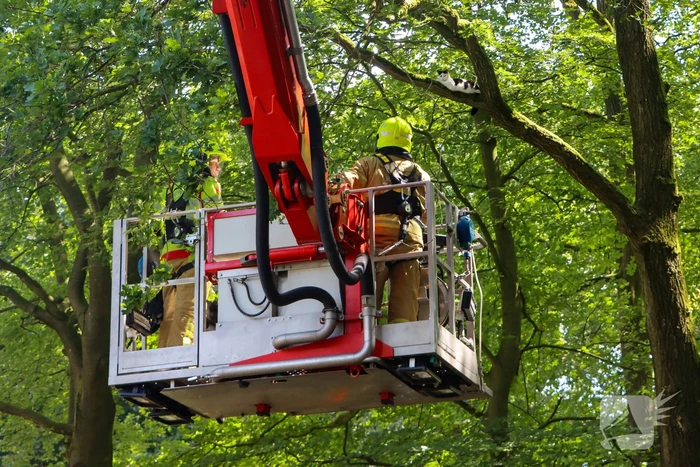 Brandweer redt kat uit een boom