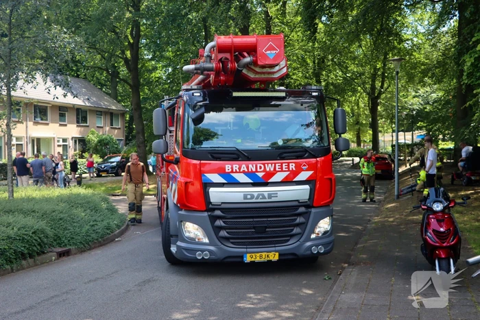 Brandweer redt kat uit een boom