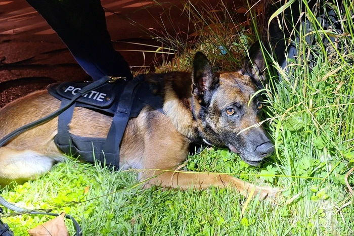 Politiehond Appie vind door omstander verloren armband terug