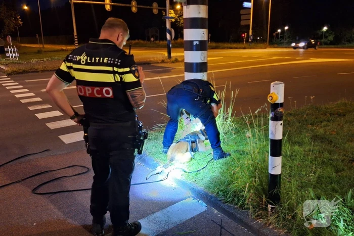 Politiehond Appie vind door omstander verloren armband terug