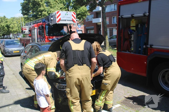 Brandweer bevrijdt vastzittende kat