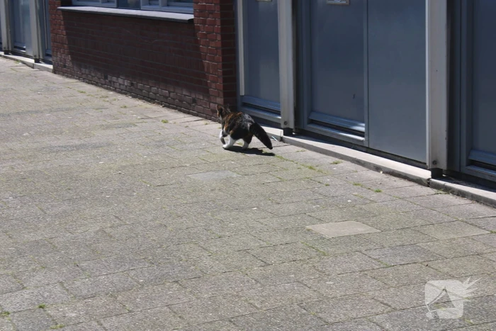 Brandweer bevrijdt vastzittende kat