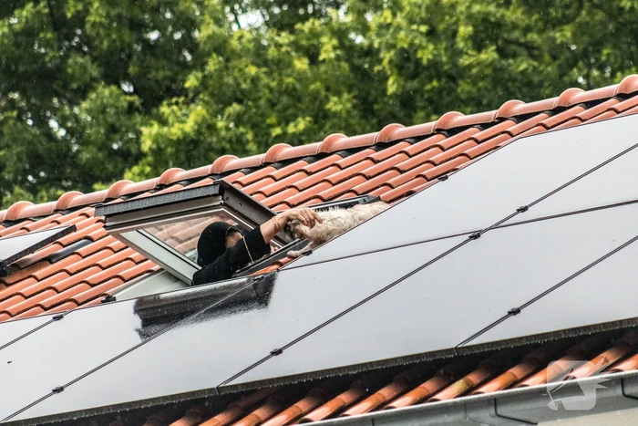 Poes ontglipt aan de brandweer