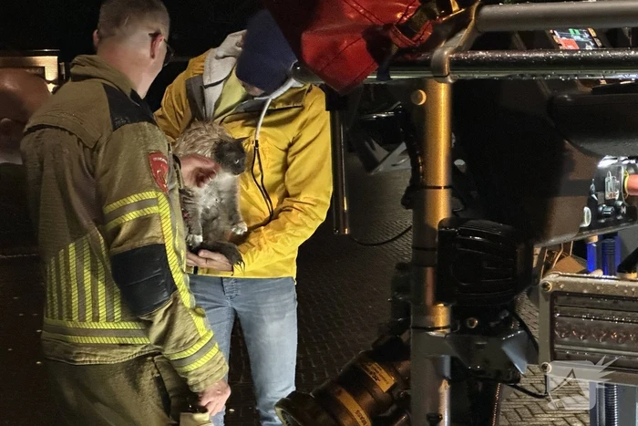 Brandweer haalt kat van dak