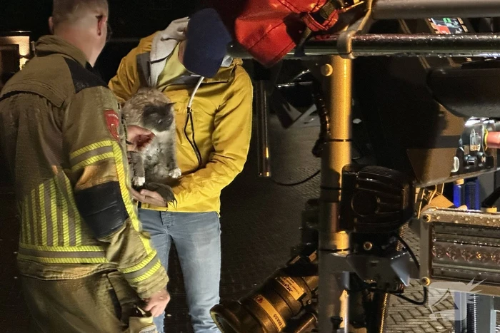 Brandweer haalt kat van dak