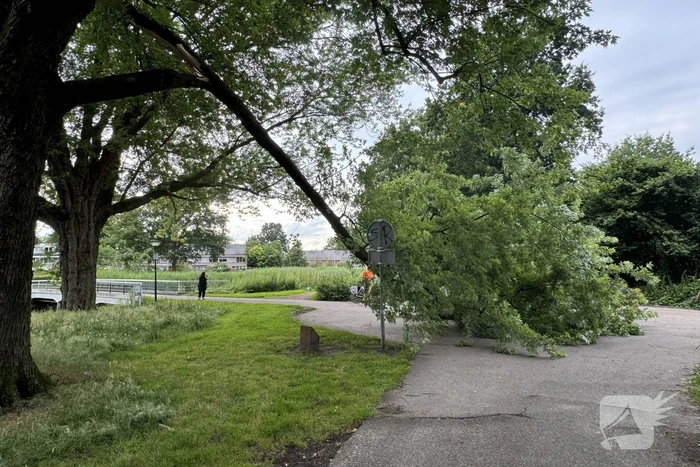 Grote tak breekt van boom en belandt op kind