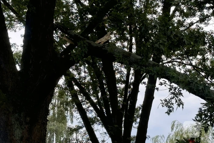 Grote tak breekt van boom en belandt op kind