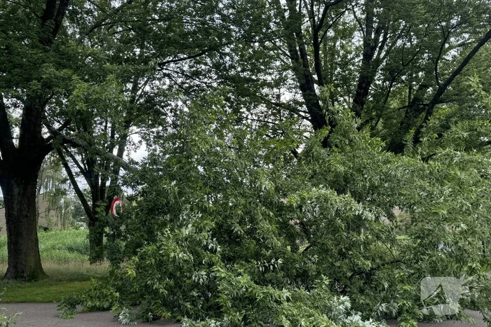 Grote tak breekt van boom en belandt op kind
