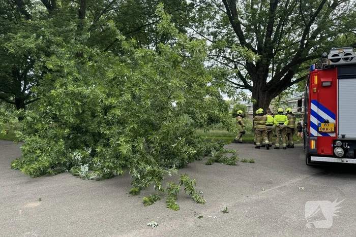 Grote tak breekt van boom en belandt op kind