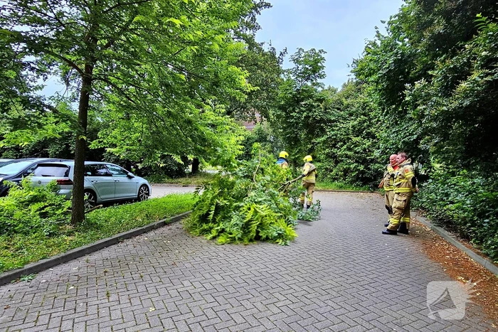 Grote tak valt uit boom op auto