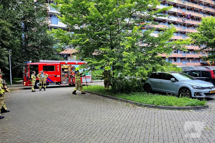 Grote tak valt uit boom op auto