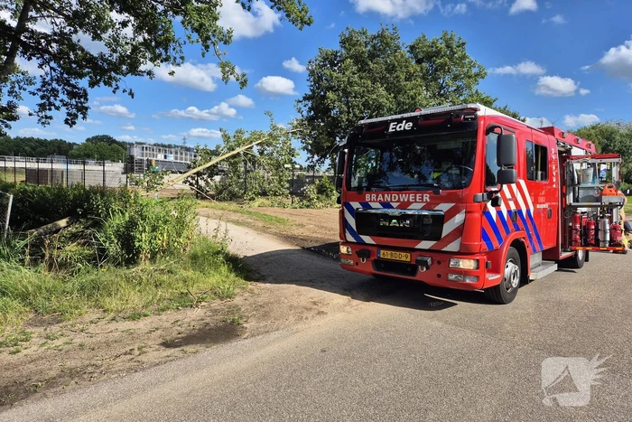 Brandweer verwijdert omgevallen boom