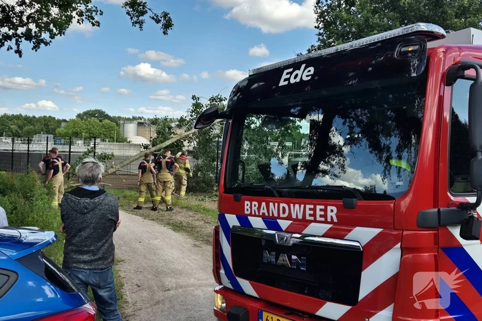 Brandweer verwijdert omgevallen boom