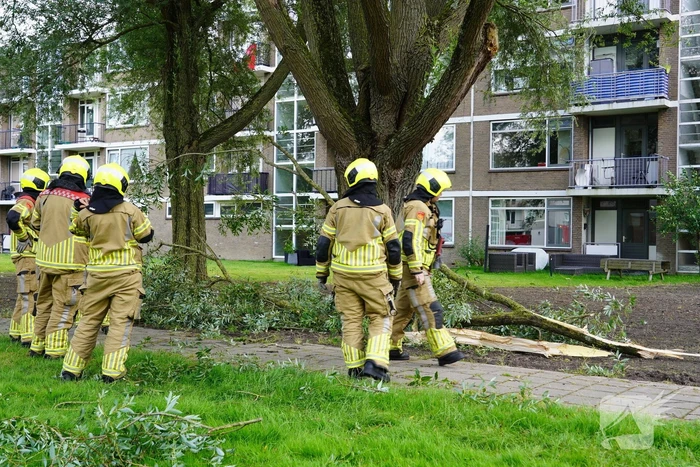 Grote tak breekt af en komt boven voetpad te hangen