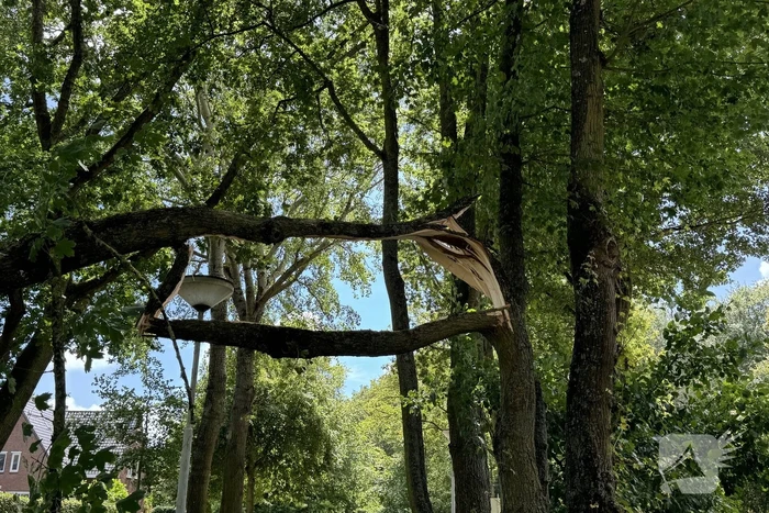 Brandweer ingezet voor afgebroken tak