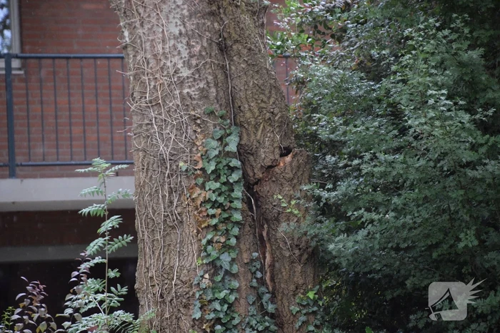 Grote boom dreigt om te vallen door storm