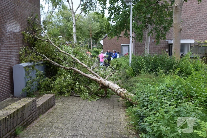 natuur pijpkruid naaldwijk