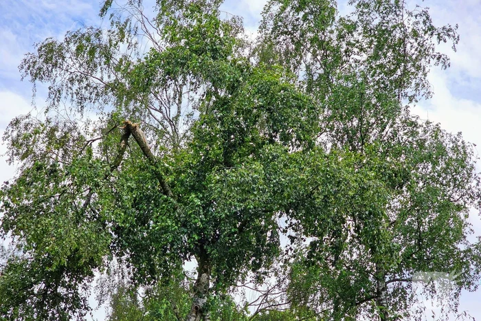 Brandweer zaagt gevaarlijk loshangende tak uit boom