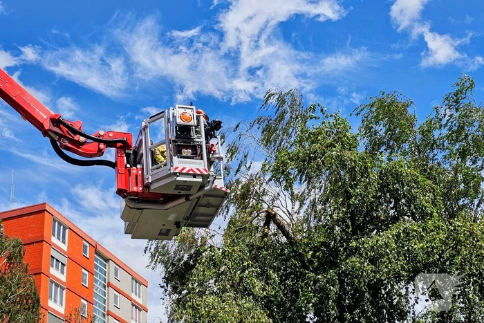 Brandweer zaagt gevaarlijk loshangende tak uit boom