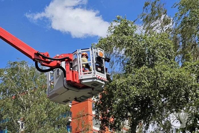 Brandweer zaagt gevaarlijk loshangende tak uit boom