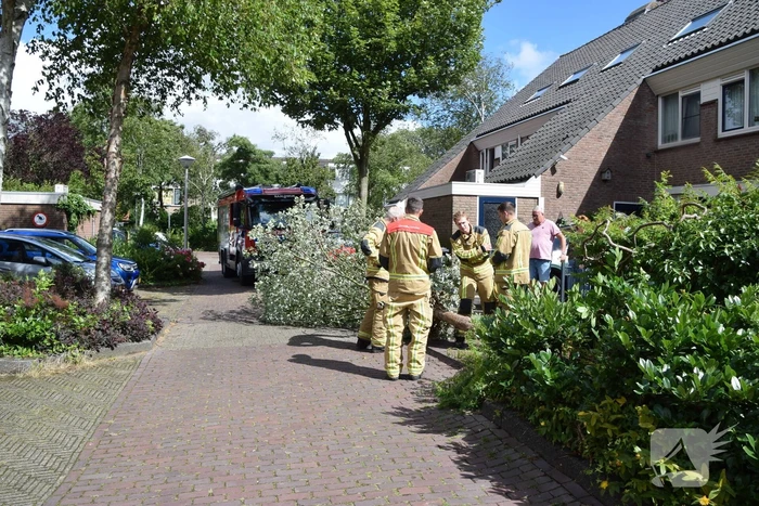 natuur madeliefje naaldwijk