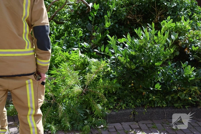 Brandweer zaagt omgevallen boom in stukken