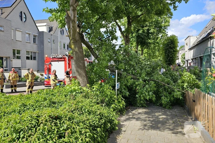 Brandweer zaagt afgewaaide tak in stukken
