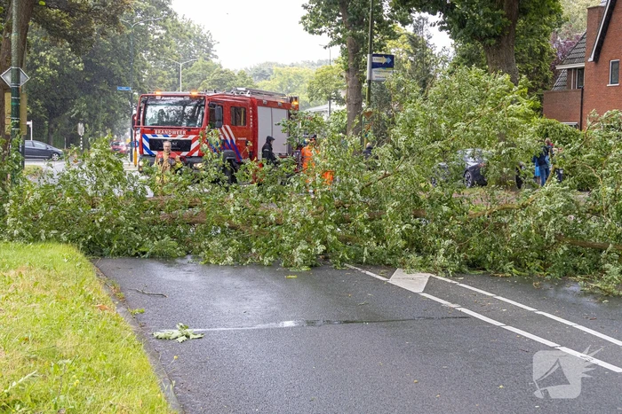 Boom belandt op provinciale weg