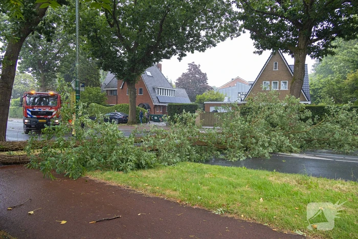 Boom belandt op provinciale weg