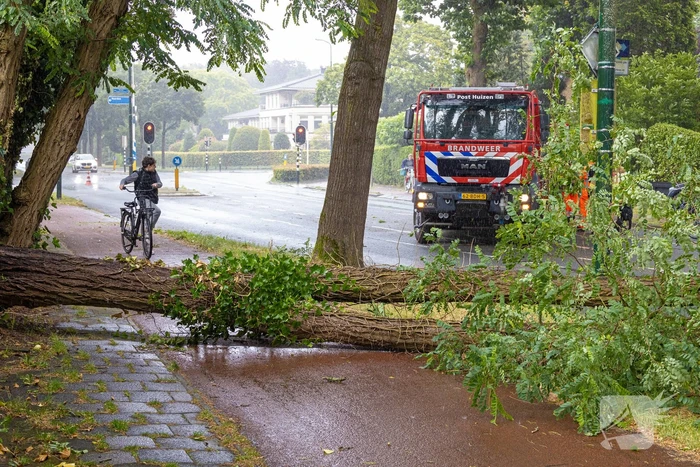 Boom belandt op provinciale weg