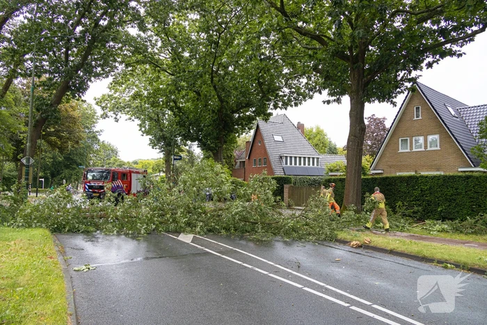 Boom belandt op provinciale weg