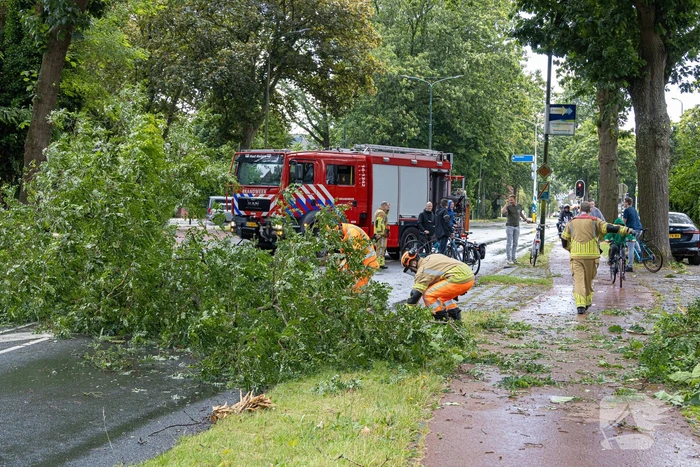 Boom belandt op provinciale weg