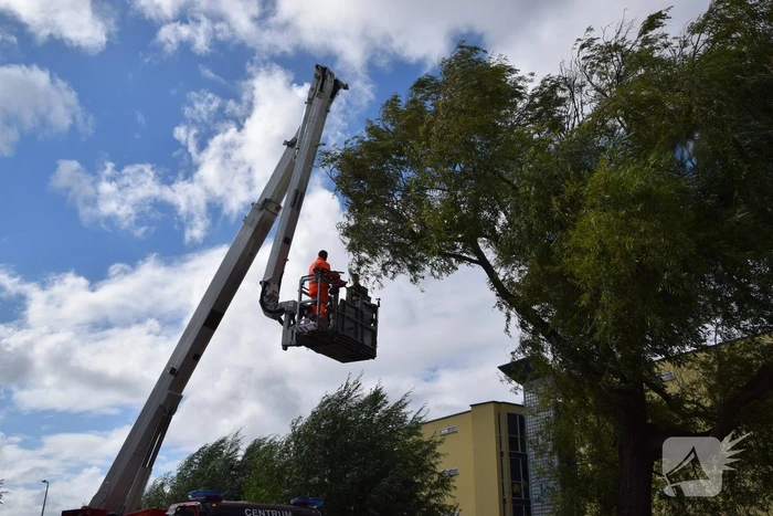 Brandweer verwijdert gevaarlijk hangende tak