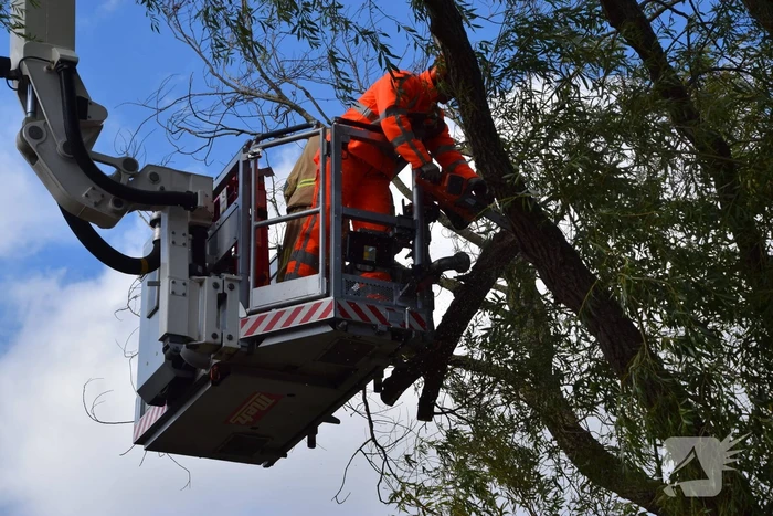 Brandweer verwijdert gevaarlijk hangende tak