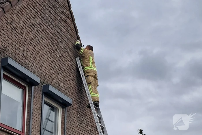 Brandweer helpt vastzittende zwaluw