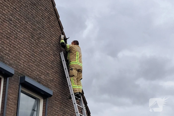 Brandweer helpt vastzittende zwaluw