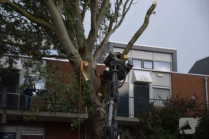 Boom verwijderd die dreigde te vallen