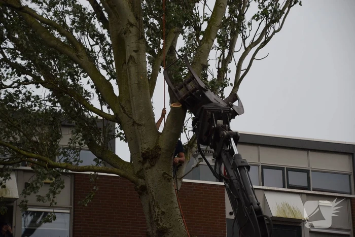 Boom verwijderd die dreigde te vallen