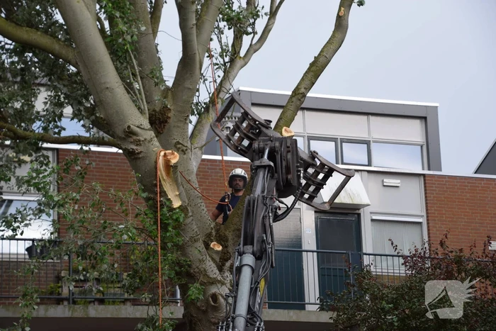 Boom verwijderd die dreigde te vallen