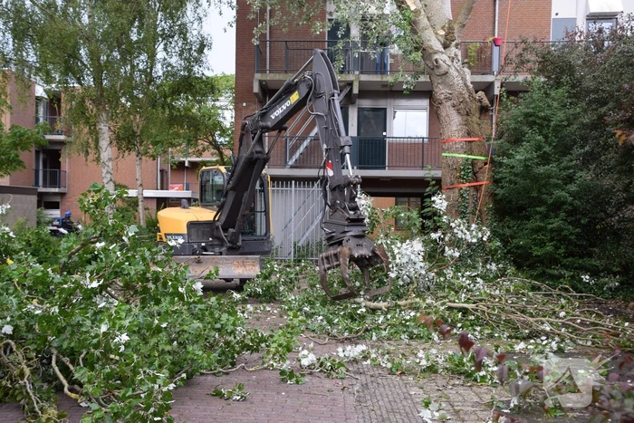 Boom verwijderd die dreigde te vallen