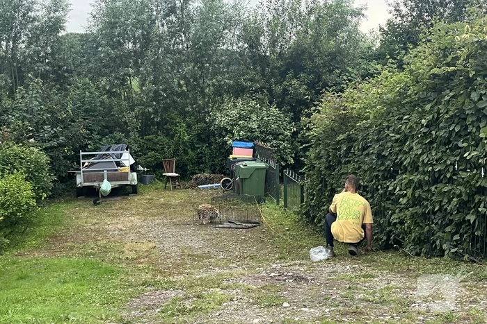 Tevergeefse pogingen om ontsnapte serval te vangen