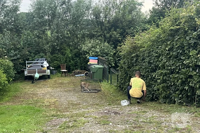 Tevergeefse pogingen om ontsnapte serval te vangen