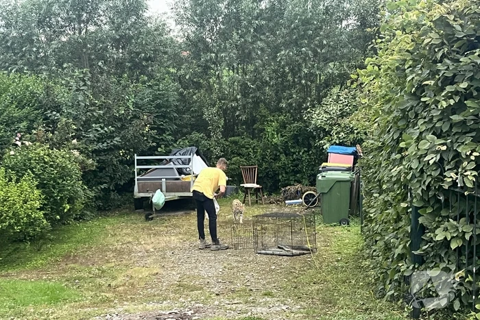Tevergeefse pogingen om ontsnapte serval te vangen